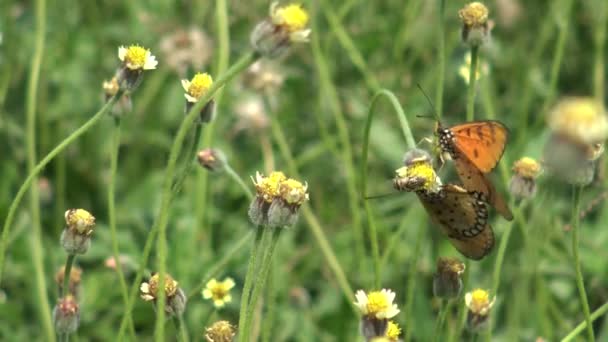 Fokken vlinders in de tuin. — Stockvideo