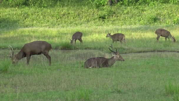 Skupiny jelen Sambar spásání trávy v maedow. — Stock video