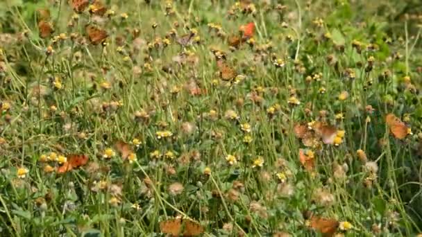 庭の花草に蝶が飛んでいます。. — ストック動画