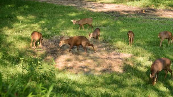 Skupina jelenů, spásání trávy v lese.