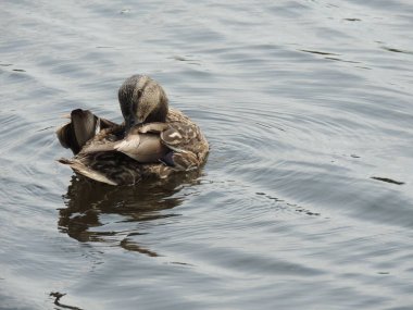 Sudaki ördek kendini temizliyor. Makro. Hayvanlar. Şehir ördeği.