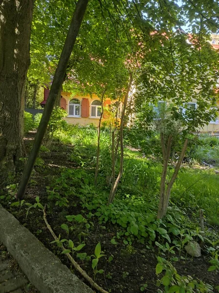 Casas Modernas Encantadoras Com Natureza Redor Dia Verão Ensolarado Casas — Fotografia de Stock