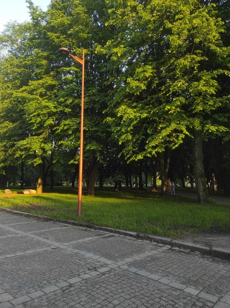 Kaliningradská Příroda Městě Park Stromy Řeka Fontána Malebná Městská Příroda — Stock fotografie