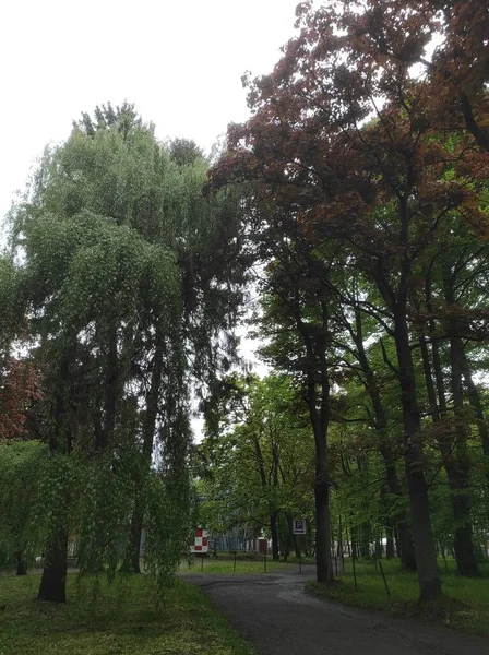 Naturaleza Kaliningrado Ciudad Parque Con Árboles Río Una Fuente Naturaleza — Foto de Stock