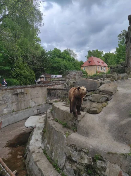 Brown Bear Kaliningrad Zoo Huge Aviary Made Rocks Grass — Stock Photo, Image
