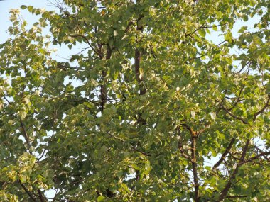 Rusya 'da yeşil bir ağaç ve mavi bir gökyüzü. Yaz ağaçları ve gökyüzü. Bulutlu Rus gökyüzü. Gri-beyaz, mavi ve yeşil renkler. Eco Sky 2021 'de. Güneşli bir gün.