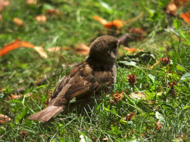Suyun yanındaki çimlerin üzerinde serçe bir kuş. Hayvanların ve kuşların makro fotoğrafları.