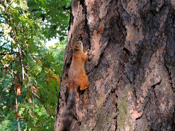 圣彼得堡城市公园里树上的松鼠或松鼠 宏观上的野生动物 — 图库照片