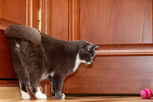 Gri tüylü kedi pembe bir topla oynuyor.