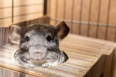 Gri tüylü çinçilya kafasını evinden çıkardı ve bize baktı.