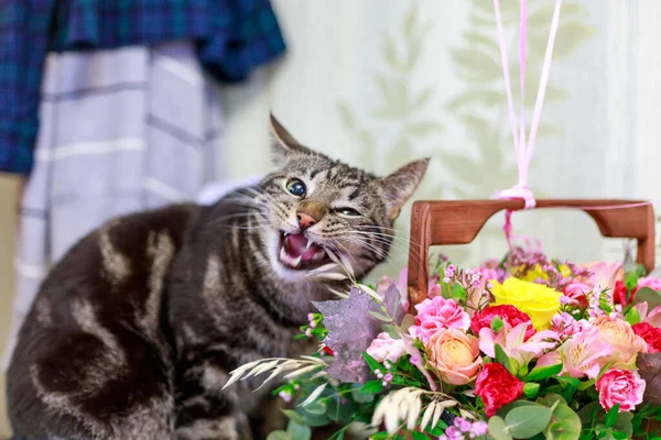 Gray Cat Gnaws Flowers Bouquet Stok Lukisan  