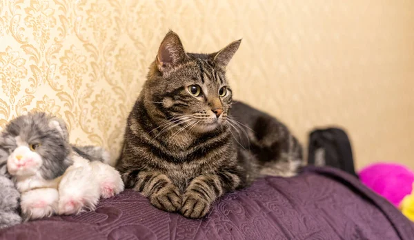 Büyük Gri Çizgili Kedi Kanepenin Arkasında Sarı Duvar Kağıdının Üzerinde — Stok fotoğraf