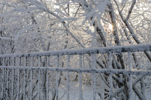 Snow Covered Fence Snow Sunlight — Stock Photo, Image