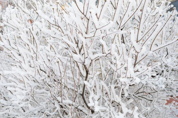 Çalılık karla kaplı.