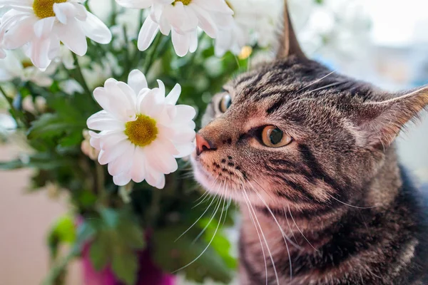 Tekir kedi çiçeklerin yanında oturur ve çiçekleri koklar.