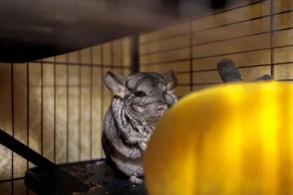 Kabarık gri bir çinçilla arka ayaklarının üzerinde bir kafeste oturur.