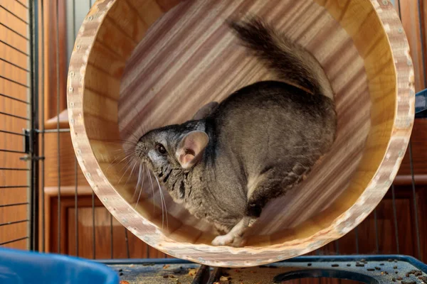 Mullida Chinchilla Gris Corre Una Rueda Jaula Imágenes de stock libres de derechos