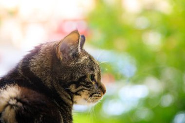 Kedi oturur ve bir yerlere bakar, yaz güneşli bir günde.