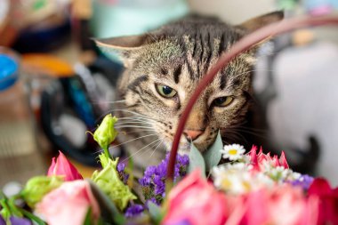 Kedi bir buket çiçeğin yanında oturur ve onları koklar, yakından.