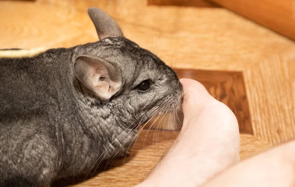 Chinchila Macia Cinza Senta Lado Perna Seu Mestre Cheira — Fotografia de Stock