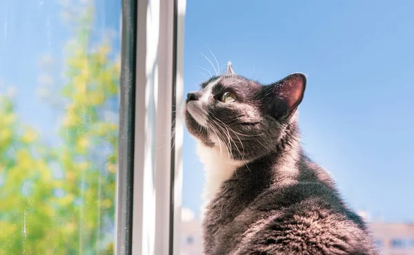 Kedi Açık Bir Pencerenin Önünde Oturur Bir Yere Bakar — Stok fotoğraf