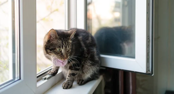 Kedi Pencereye Oturur Ağzında Pembe Çoraplar Tutar — Stok fotoğraf