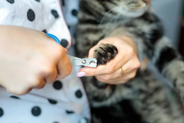 Femme Coupe Les Griffes Chat Avec Des Ciseaux Spéciaux Pour — Photo