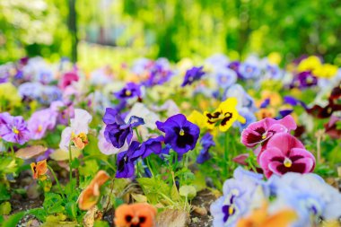 Farklı renklerde homo çiçekleri. Yakın plan, güneşli.