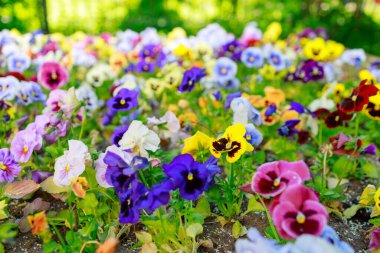 Farklı renklerde homo çiçekleri. Yakın plan, güneşli.