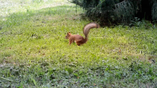Eichhörnchen Läuft Auf Grünem Gras Und Versteckt Eine Nuss — Stockfoto