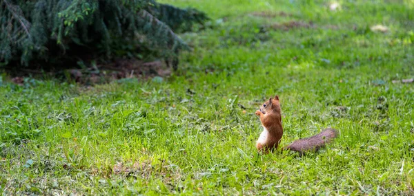Squirrel Runs Green Grass Hides Nut Summer Stock Photo