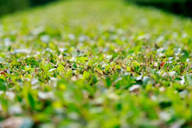 Yeşil çimen deseni, arka plan bulanıklaştırılmış