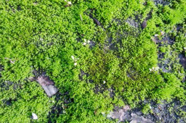 Güneşli bir günde, yaz mevsiminde yeşil yosun dokusu