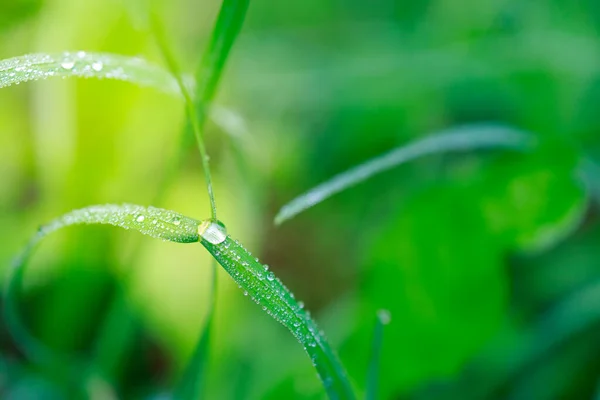 Goccia Acqua Filo Erba Dopo Pioggia Mattina Presto Estate — Foto Stock