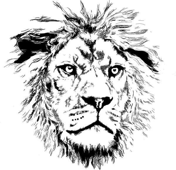 Lion with little mane Vector Graphics