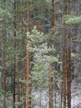 Taze beyaz kar çam ağaçlarına düşer. Büyük güzel bir daldaki yeşil iğneler karla kaplıdır. Dikey orman, çam ağaçlarıyla dolu Noel arkaplanı. Yukarıdan görüntüle.