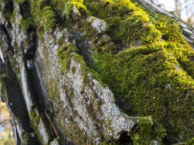 Yumuşak, yeşil yosun, yaşlı bir ağacın kabuğunda yetişir. Ağaç kabuğu ve yosun dokusuyla doğal güneşli arkaplan.
