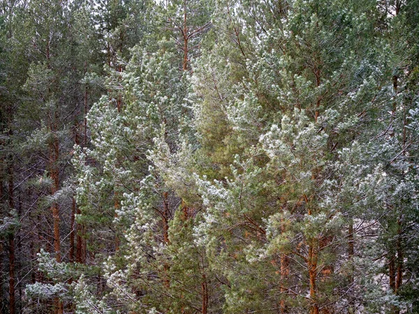 Wierzchołki Sosen Pokryte Świeżym Śniegiem Pada Śnieg Las Zima Boże — Zdjęcie stockowe