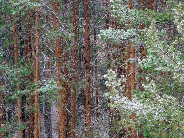 눈덮인 소나무 가까이서 수있습니다 소나무의 가지들은 오른쪽 가까이에서 수있다 크리스마스 — 스톡 사진