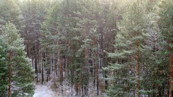 Schneefall Nadelwaldpanorama Blick Von Oben Winter Weihnachten Hintergrund Mit Kiefernwald — Stockfoto