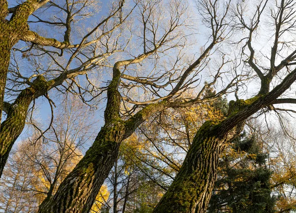 Old trees pull their branches to the sky. There are no leaves on the trees. in the background, yellowed larches and spruce are visible. Sunny autumn natural background with trees.