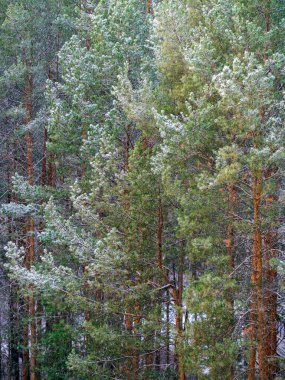 Uzun ince çam ağaçlarına kar yağar. Ağaç dallarındaki iğneler karla kaplı. Kar yağışı ve çam ağaçlarıyla kışın doğal arka plan.