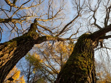 Yaprakları olmayan eski, kalın ağaçların dalları gökyüzüne doğru koşar. Arka planda sarı tarla kuşu yetişiyor. Doğal sonbahar güneşli arka plan.