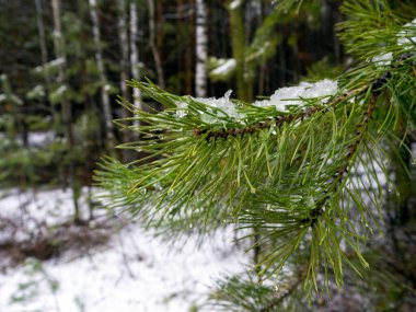 Çam dalında ıslak kar, iğnelerde su damlacıkları. Karlı bir ormanın arka planında çam dalı var. Doğal orman geçmişi.