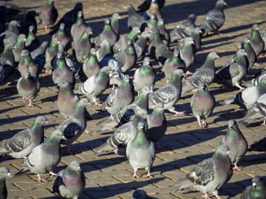 Bir mavi-gri güvercin sürüsü kaldırımda yürüyor. Kumrular güneşte güneşlenirler. Kuşların boyunları yeşil parıldıyor. Gözleri turuncu. Parkta güvercinlerin olduğu doğal bir geçmiş..