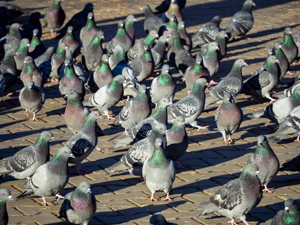 Bir mavi-gri güvercin sürüsü kaldırımda yürüyor. Kumrular güneşte güneşlenirler. Kuşların boyunları yeşil parıldıyor. Gözleri turuncu. Parkta güvercinlerin olduğu doğal bir geçmiş..