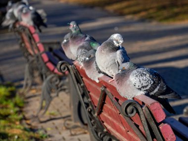 Güvercinler bir park bankının arkasında oturur ve güneşin tadını çıkarırlar. Doğal arka plan, kuşlar dinleniyor..