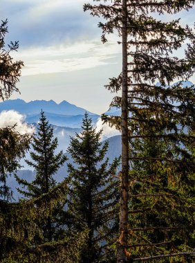 Uzun ladin ağaçları bir tepede yetişir. Orman dağları, gökyüzü ve bulutlar arka planda görülebilir. Tarzlı manzara, çapraz vuruşlar. Kozalaklı ağaçlar ve dağlarla doğal arkaplan.
