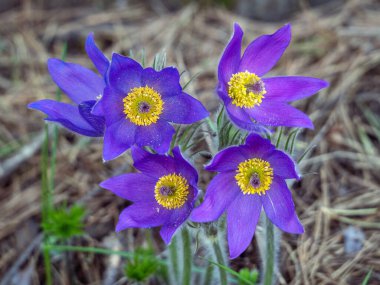 Bulanık bir zemine çam iğneleriyle mor kar damlaları serpiştirdim. Yakın plan. Pulsatilla patent çiçekleri bir yerde birlikte büyür. Kar damlalı doğal çiçek arkaplanı.