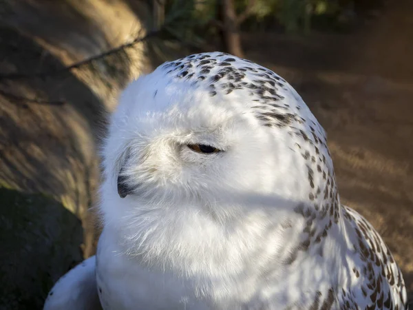 その雪のフクロウは頭を回し 目を細めていた 雪のフクロウのクローズアップ肖像画 白いフクロウのいる自然林の背景 — ストック写真